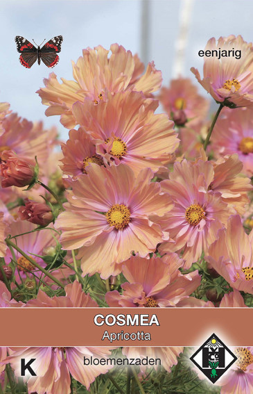 Cosmea Apricotta (Cosmos) 75 zaden